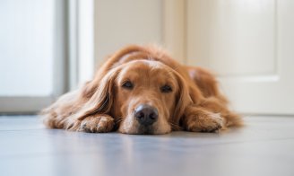 Le blues de la rentrée chez le chien/chat
