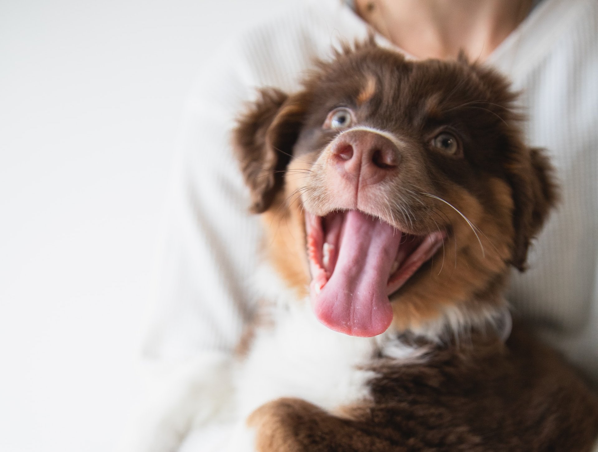 Formule chien Urgence