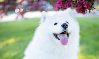 Le pyomètre chez la chienne non stérilisée