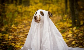 Fête d'Halloween : soirée effrayante pour nos animaux