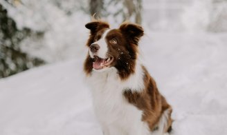 Protéger son chien et chat du froid