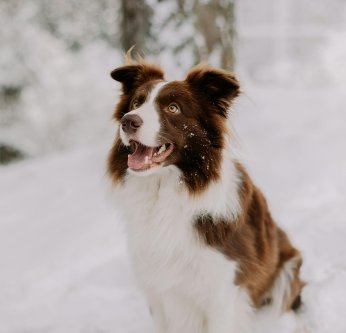 Protéger son chien et chat du froid