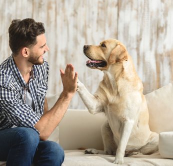 Bonnes résolutions pour vos animaux