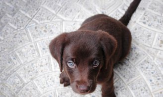 éduquer son chien ou son chiot