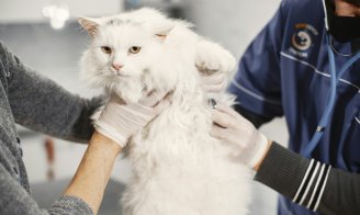 Combien coûtent les frais vétérinaires d'un chat par an ?