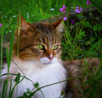 Comment savoir si un chat est enceinte