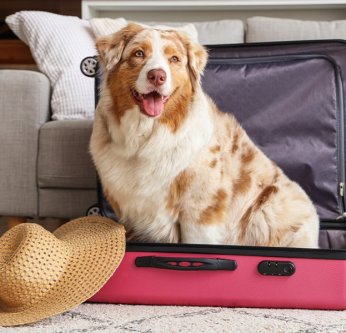 Comment bien voyager avec son animal ?