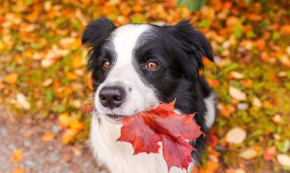 Automne : les bons gestes pour chouchouter votre animal