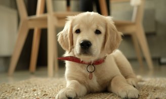 Idées de noms en "A" à donner à votre animal en 2025