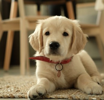 Idées de noms en "A" à donner à votre animal en 2025