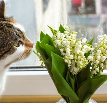 Muguet du 1er mai : joli pour nous, toxique pour vos animaux
