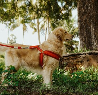 Chiens et forêts : ce que chaque maître doit savoir avant la prochaine balade