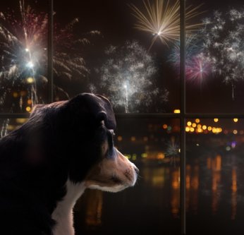 Feux d’artifice et animaux : comment protéger votre chien ou votre chat le 14 juillet ?