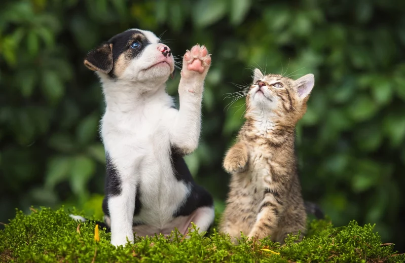 Assurance chien et chat